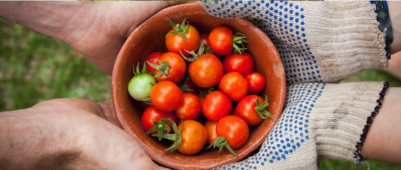 The Benefits Of Organic Food: Why It’s Worth The Investment