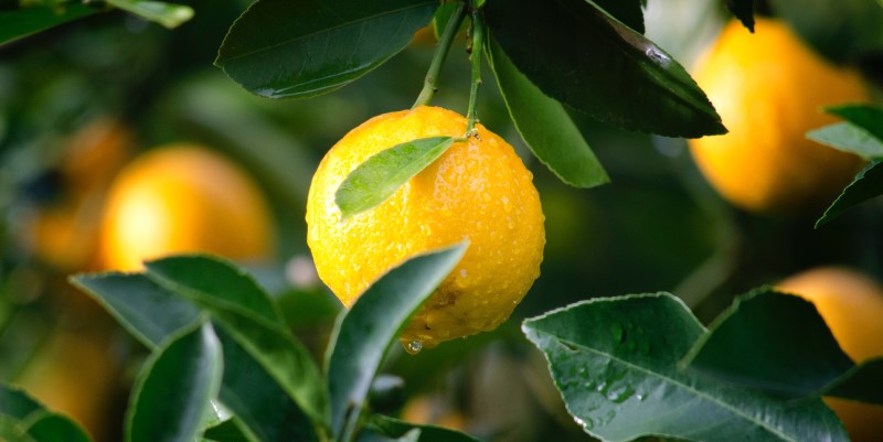 Maintain a chemical free home - lemon recipes - Just Organics