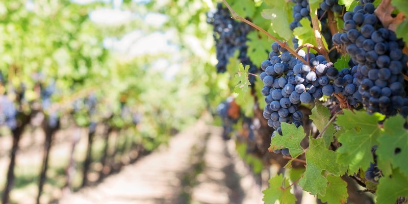 The rise of Australian organic wine -embracing sustainable practices - Just Organics