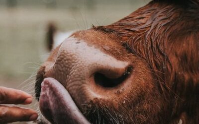 The Connection Between Organic Living And Animal Welfare