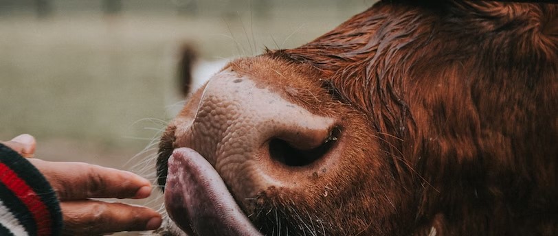 The Connection Between Organic Living And Animal Welfare