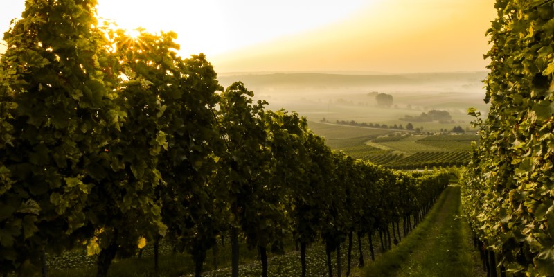 Sustainable Winegrowing Australia